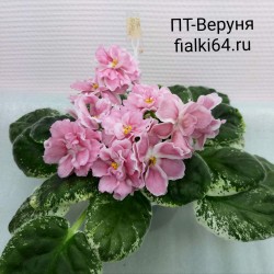 ПТ-Веруня (Пугачева)